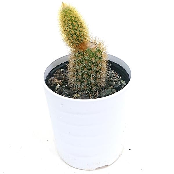 Amazon｜金紐 キンヒモ ディソカクタス属 サボテン 2号 6cm｜観葉植物